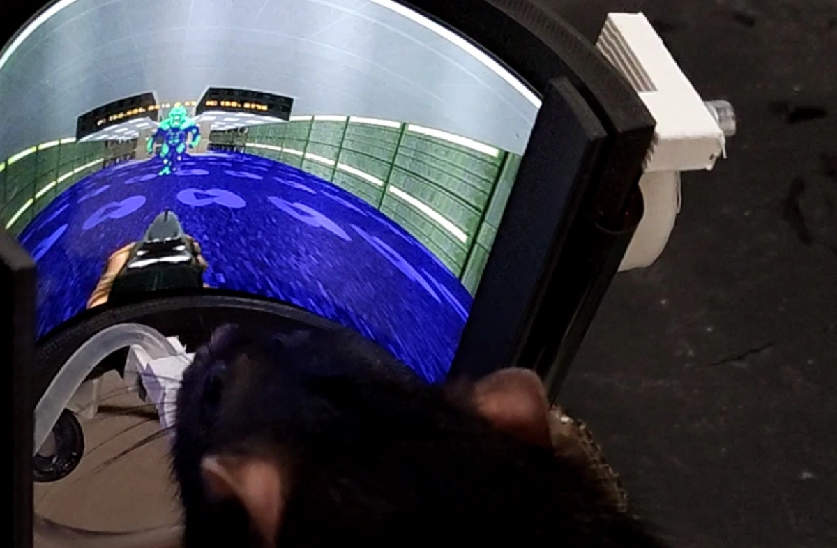 神経工学実験でラットに「Doom II」の射撃操作を学習させることに成功